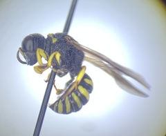 Lestica confluenta