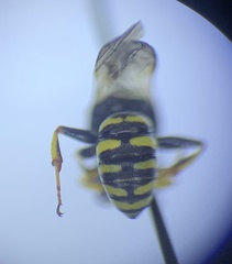 Lestica confluenta
