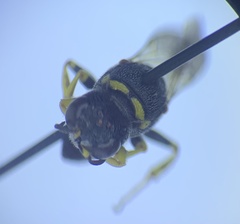 Lestica confluenta