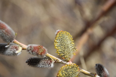 Salix irrorata