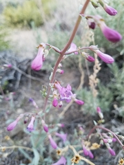 Penstemon patens