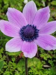 Anemone