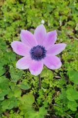 Anemone