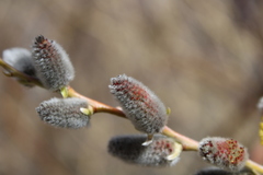 Salix irrorata
