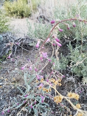 Penstemon patens