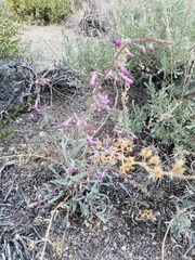 Penstemon patens