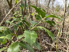 Osmanthus armatus