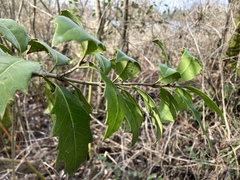 Osmanthus armatus