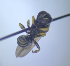 Lestica confluenta