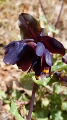 Cerinthe retorta