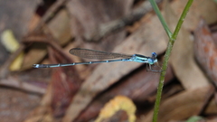 Indolestes insularis