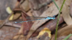 Indolestes insularis