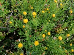 Senecio tricuspidatus