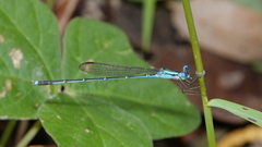 Indolestes insularis