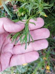 Senecio tricuspidatus