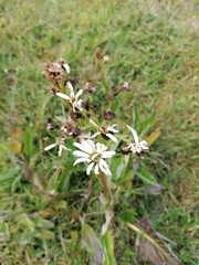 Senecio smithii