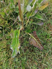 Senecio smithii