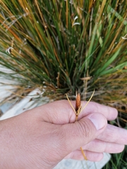 Marsippospermum grandiflorum