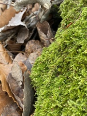 Sciuro-hypnum reflexum