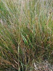 Marsippospermum grandiflorum
