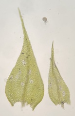 Sciuro-hypnum reflexum