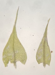 Sciuro-hypnum reflexum