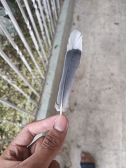 Streptopelia decaocto