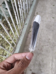 Streptopelia decaocto