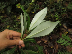 Drimys granadensis