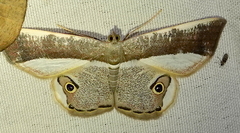 Opisthoxia amabilis