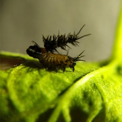 Cyrtonota thalassina