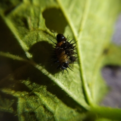 Cyrtonota thalassina