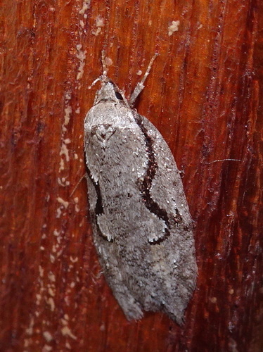Packard's Concealer Moth photo 3