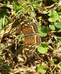 Anthanassa texana seminole