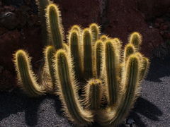 Trichocereus thelegonoides