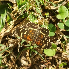 Anthanassa texana seminole