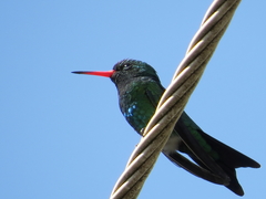 Chlorostilbon lucidus