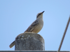 Mimus saturninus