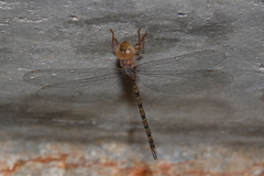 Gynacantha nourlangie