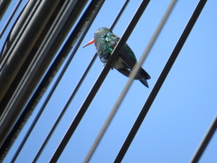 Chlorostilbon lucidus