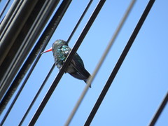 Chlorostilbon lucidus