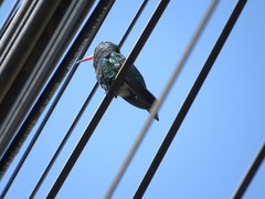 Chlorostilbon lucidus