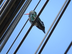 Chlorostilbon lucidus