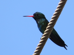 Chlorostilbon lucidus