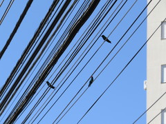 Chlorostilbon lucidus