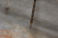 Gynacantha nourlangie