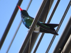 Chlorostilbon lucidus