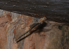 Gynacantha nourlangie