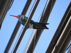 Chlorostilbon lucidus