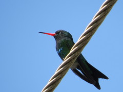 Chlorostilbon lucidus